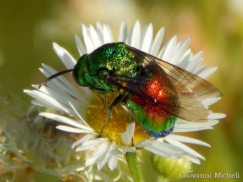 Chrysididae pi grande: Stilbum cyanurum
